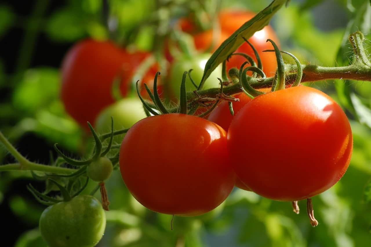 2021: sharp increase in the cost of tomatoes as 'raw material' - Tomato News