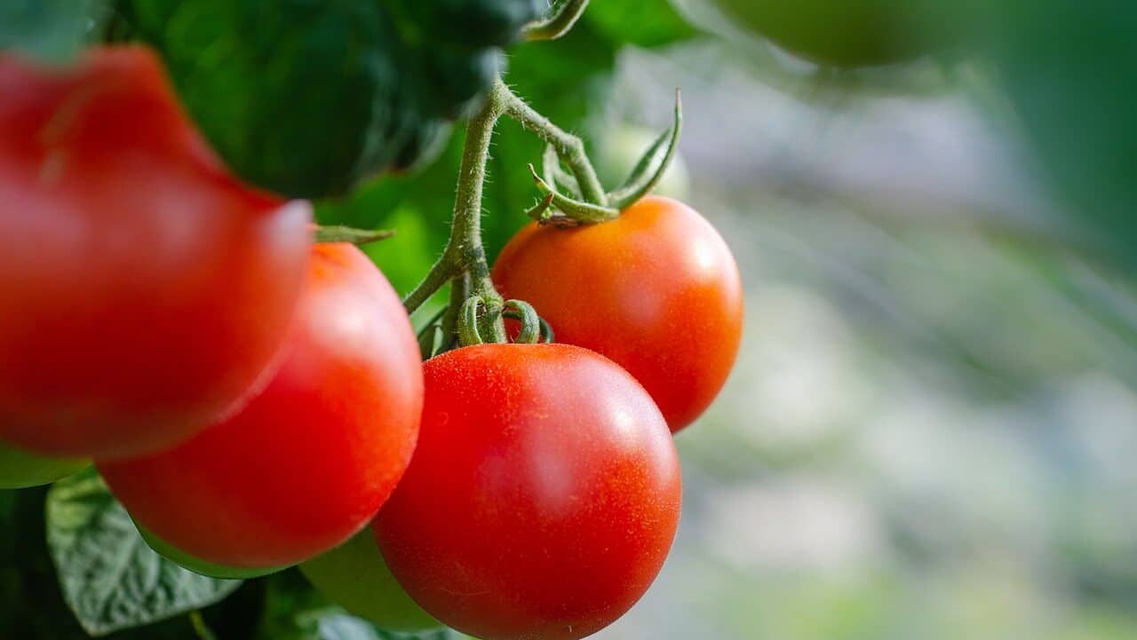 tomatoes, fresh, bush-5566744.jpg