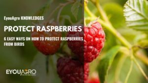 protect raspberries from birds