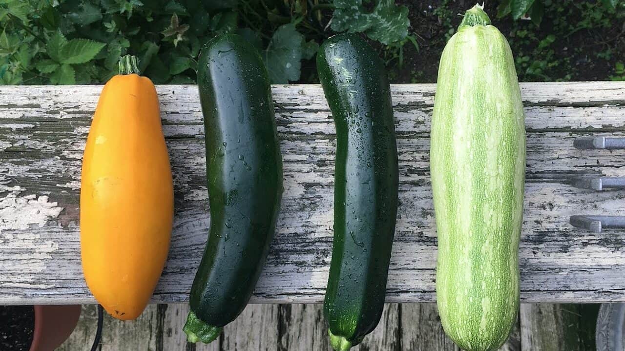zucchini, harvest, garden vegetable-2611507.jpg