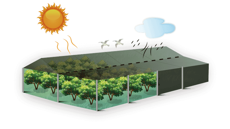 Coberturas de cultivos agrícolas