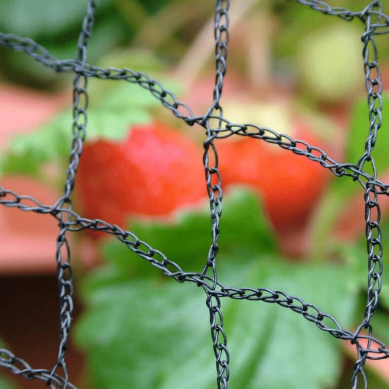 Cabbage Netting Protect Your Cabbage Field EYOUAGRO