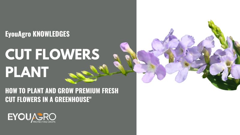 Planta tus propios cultivos o flores con un mini invernadero - Electropolis