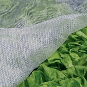 cabbage frost netting