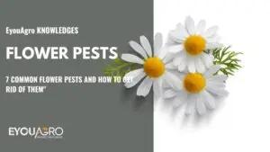 flower pests