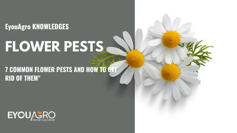 flower pests