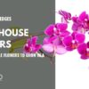 greenhouse flowers (1)