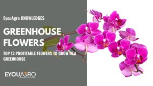 greenhouse flowers (1)