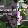 growing a healthy orchid (2)