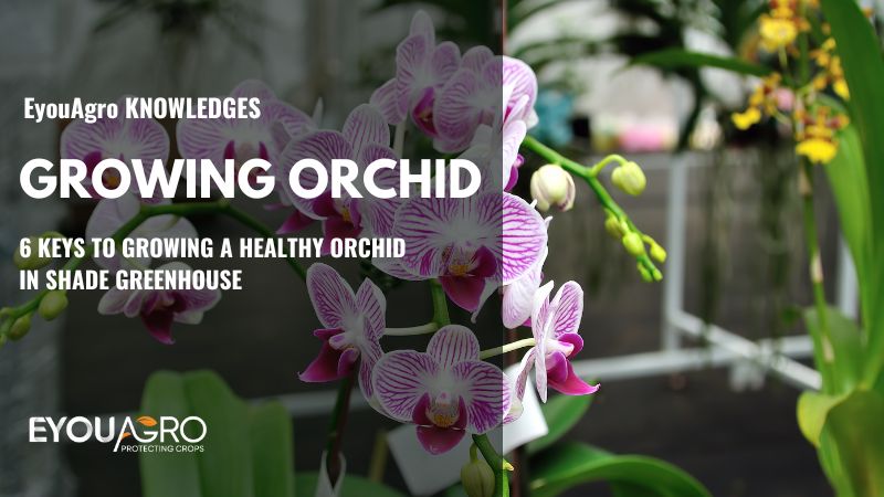 Een gezonde orchidee kweken (2)