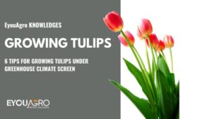 growing tulips (1)