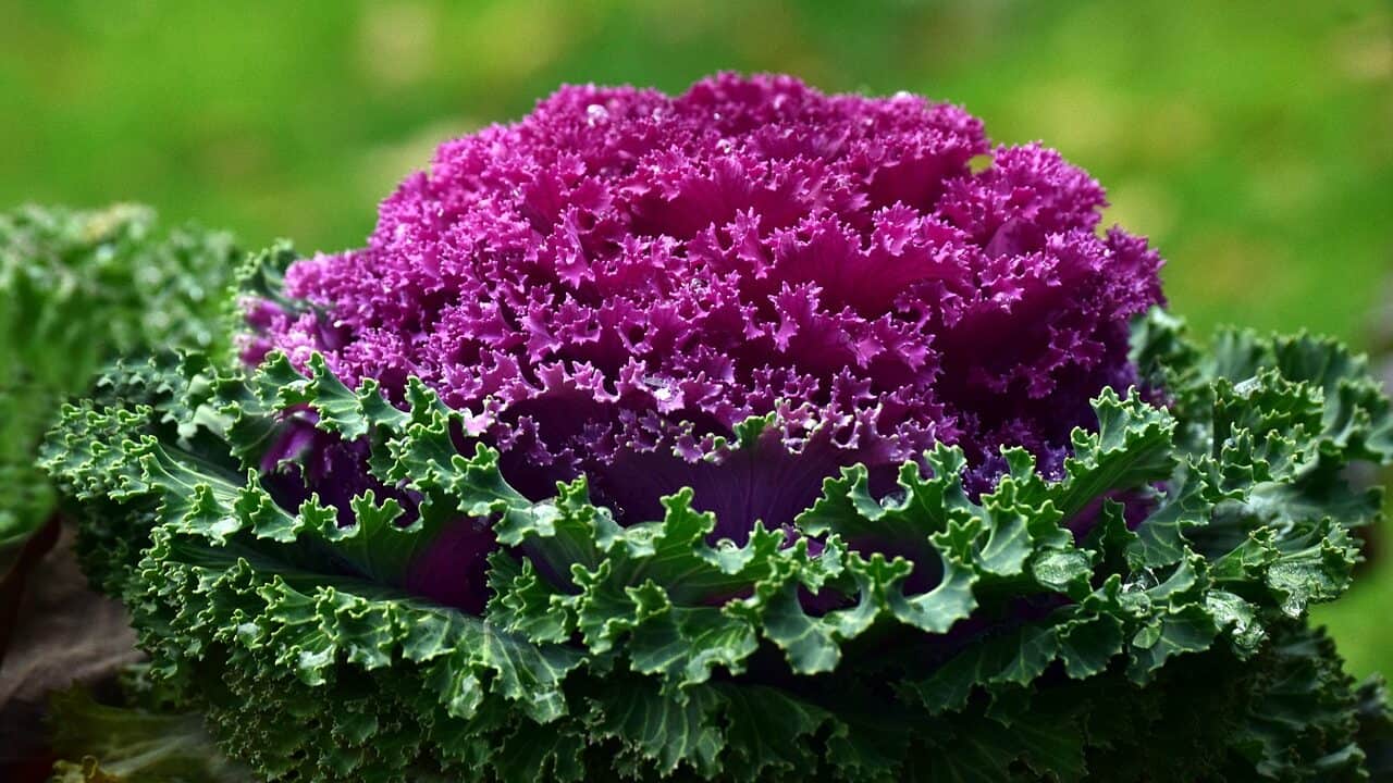 cabbage, plant, ornamental cabbage-2995829.jpg