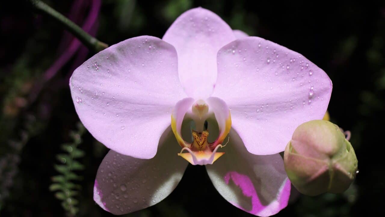 flower, orchid, flowers-4061325.jpg