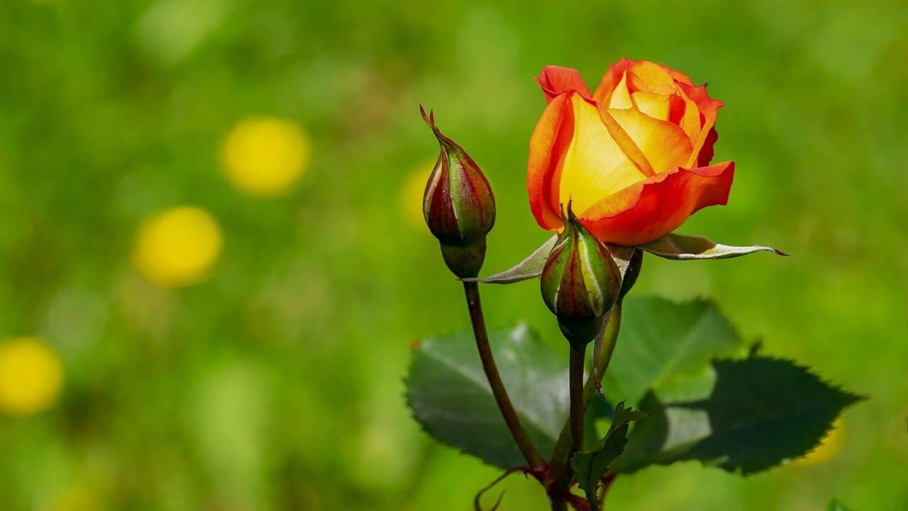 flower, rose, buds-3431316.jpg