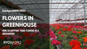 flowers in greenhouse