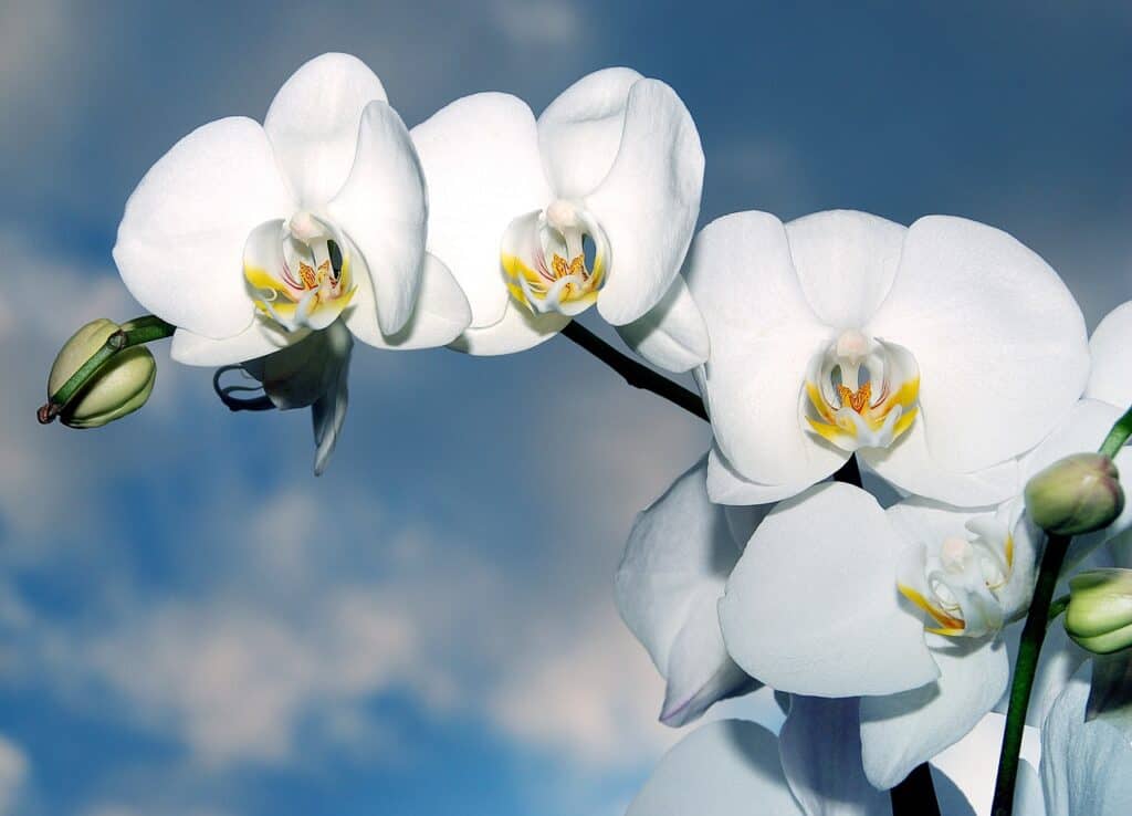 orchidée, fleur, bienienne-1378717.jpg
