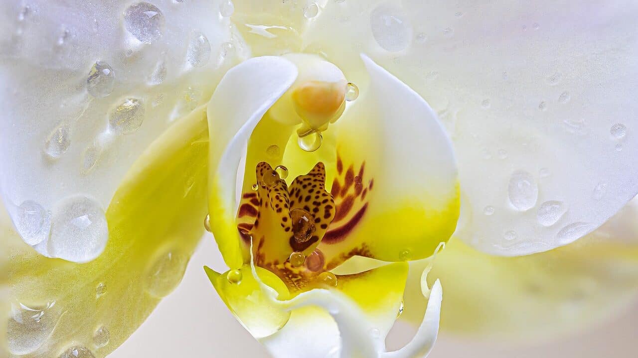 orchidée, fleur, pétales-4920533.jpg