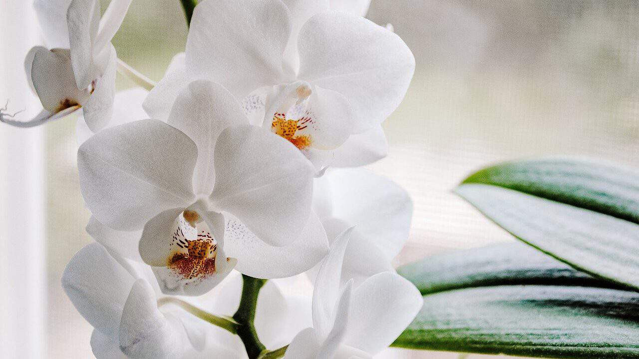 planta, flor, orquídea-6691763.jpg