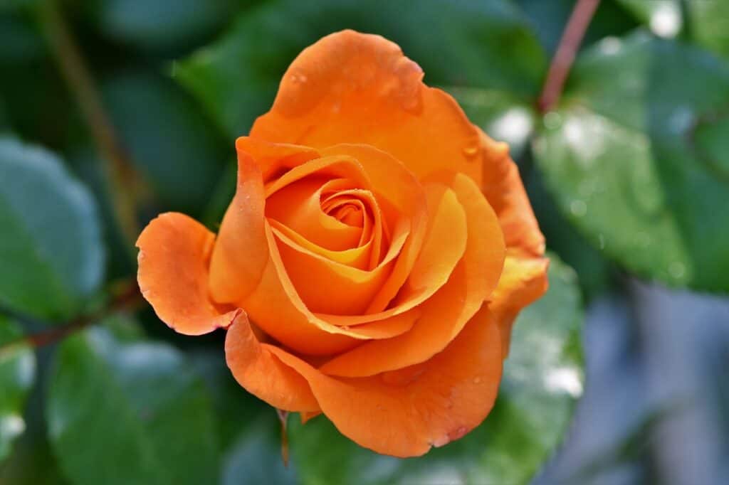 バラ、花、オレンジ色のバラ-3430964.jpg