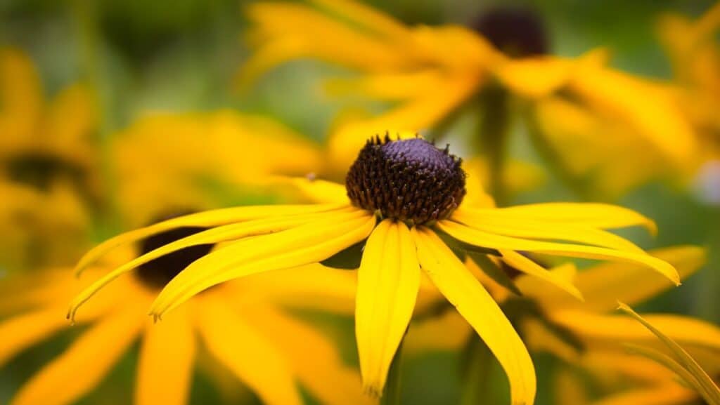 Top 13 Profitable Flowers to Grow in a Greenhouse ｜ EYOUAGRO