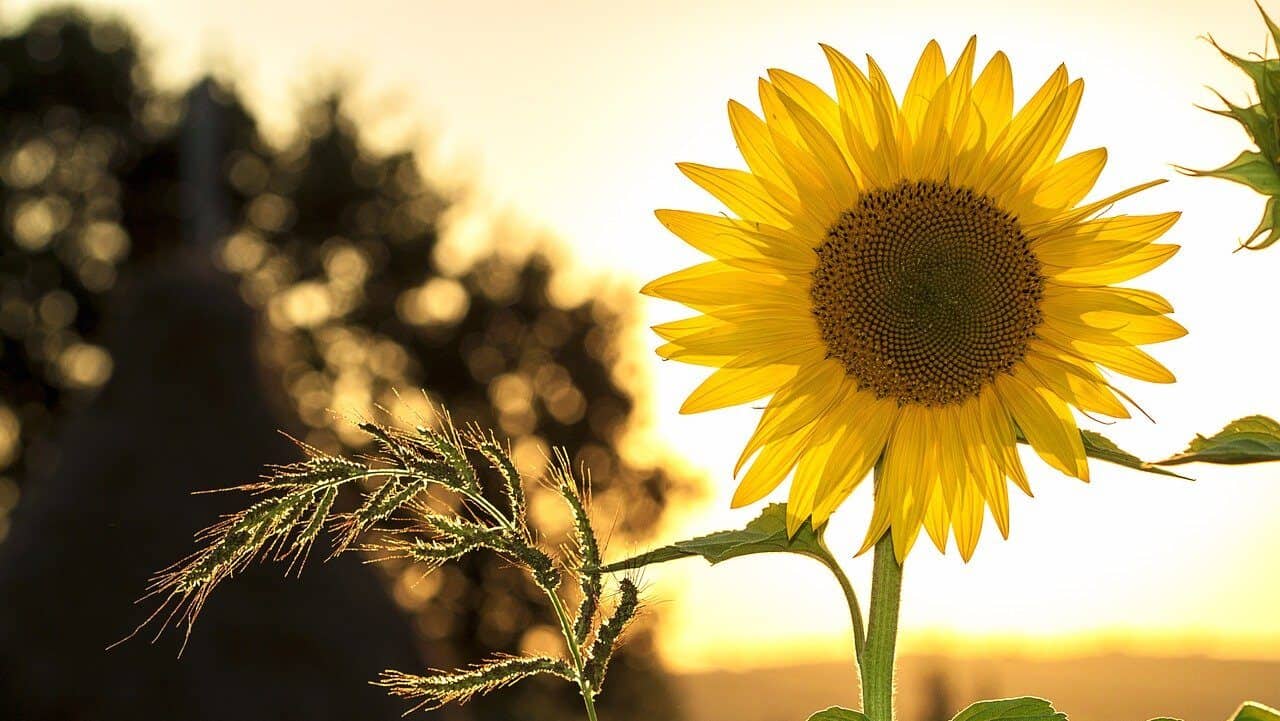 sunflower, flower, plant-1127174.jpg