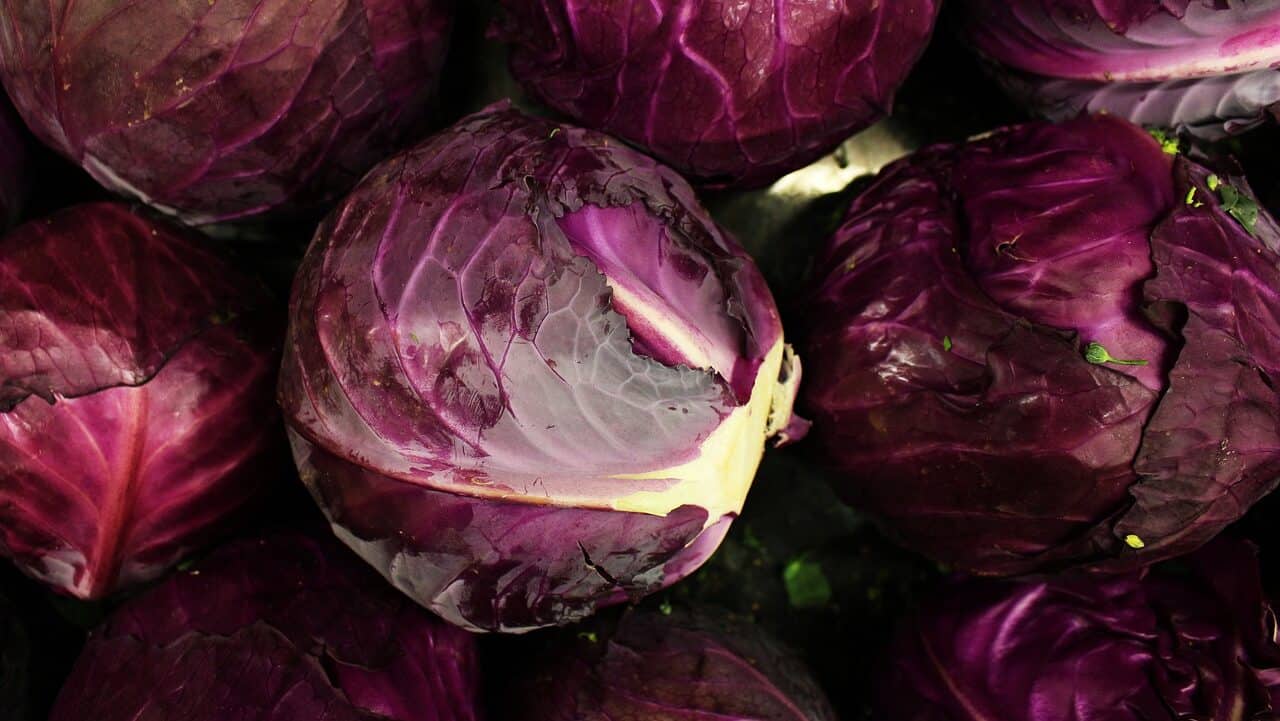 the purple cabbage, purple, cabbage-5318959.jpg