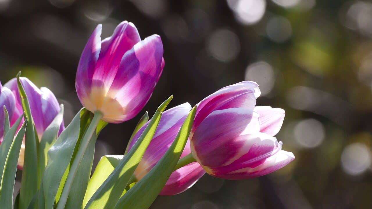 チューリップ、春の花、花-1271715.jpg