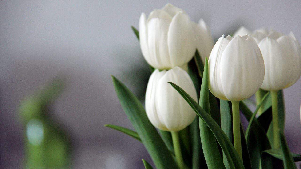 tulipanes, flores, tulipanes blancos-4112431.jpg