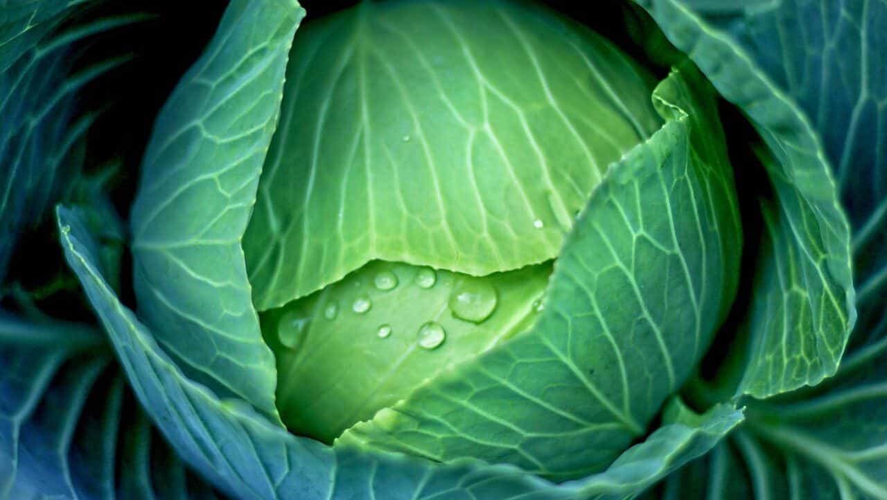 vegetable, cabbage, healthy-6678396.jpg