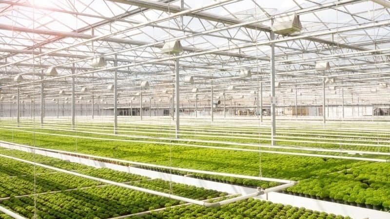 Greenhouse for vegetable nursery