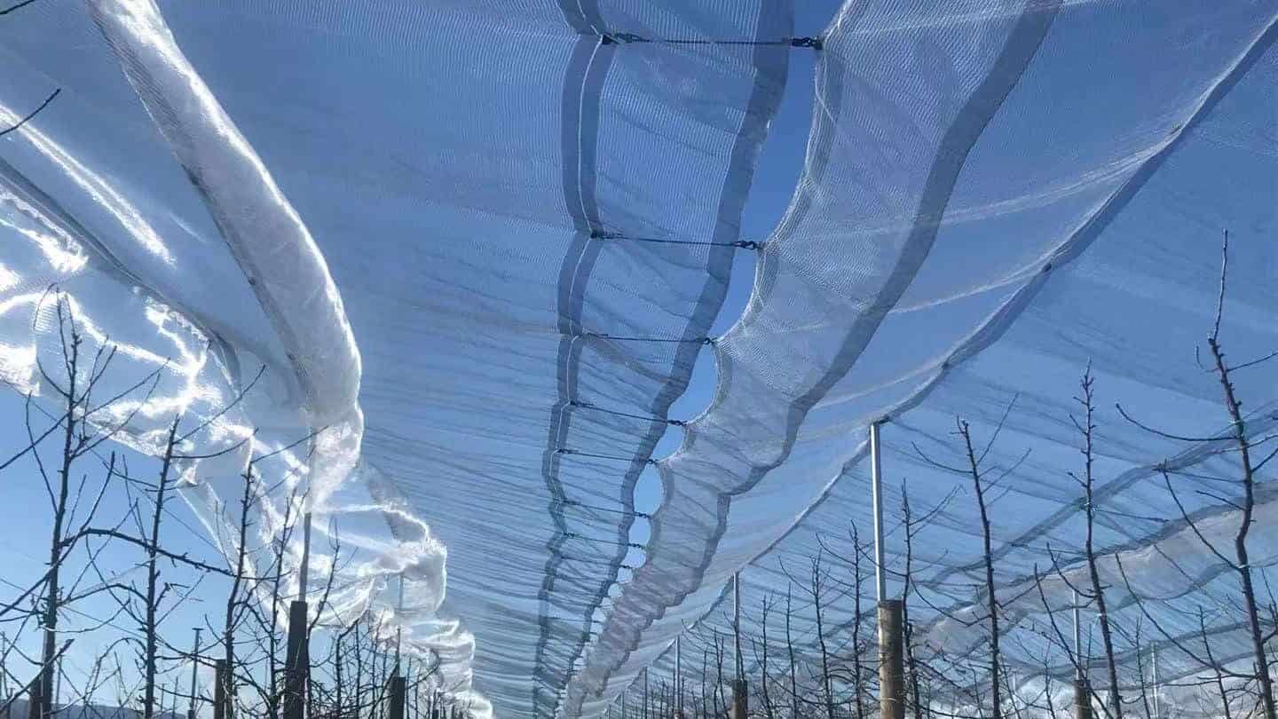 bungee cord and hail netting