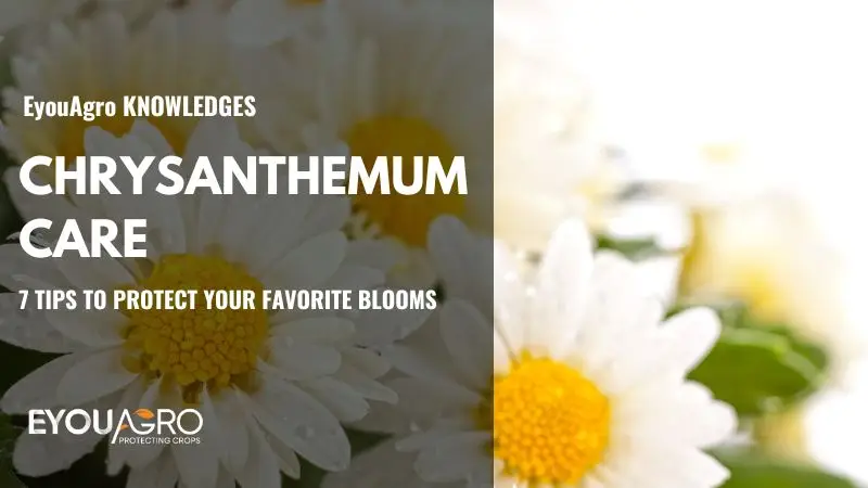 chrysanthemum