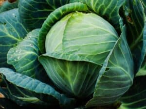 cabbage