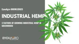 industrial hemp