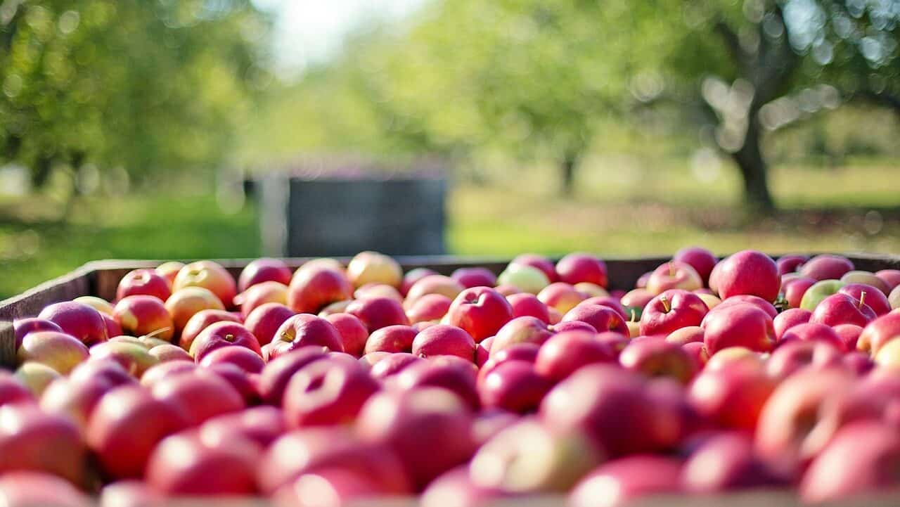 manzanas, frutas, granja-1004886.jpg