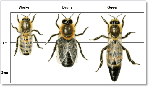tamaño de la abeja