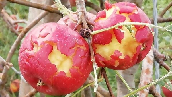 Hail Over Damage Apple Orchard