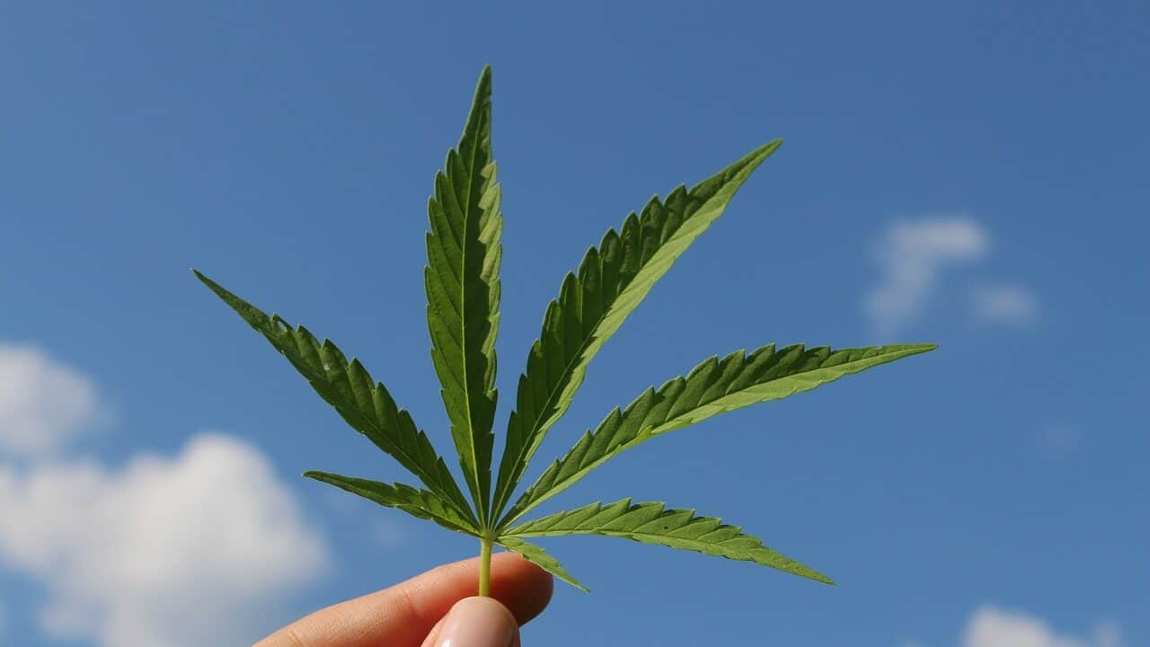 hoja de cáñamo, cannabis sativa, planta de cáñamo-3661209.jpg