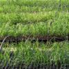 nursery, seedlings, sugarcane-285945.jpg