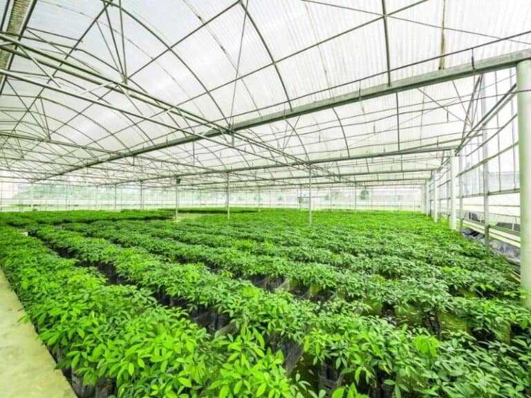 7 Tips on How to Start Your Vegetable Nursery ｜ EyouAgro