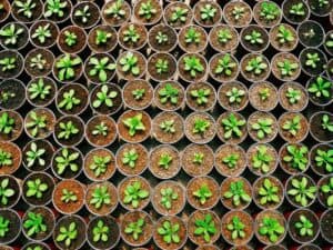 vegetable nursery