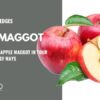 apple maggot (2)