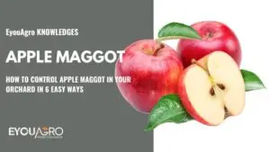 apple maggot (2)