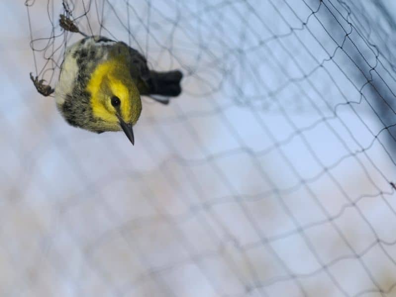 bird netting
