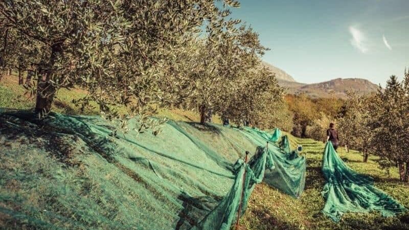 olive harvest net