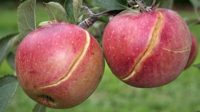 Apple sunburned and peel defects