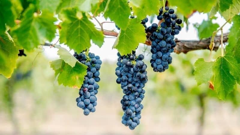The impact of climate on grapes and winemaking
