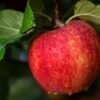 appel, appelboom, fruit-3721206.jpg