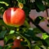 apple, tree, apple orchard-429213.jpg