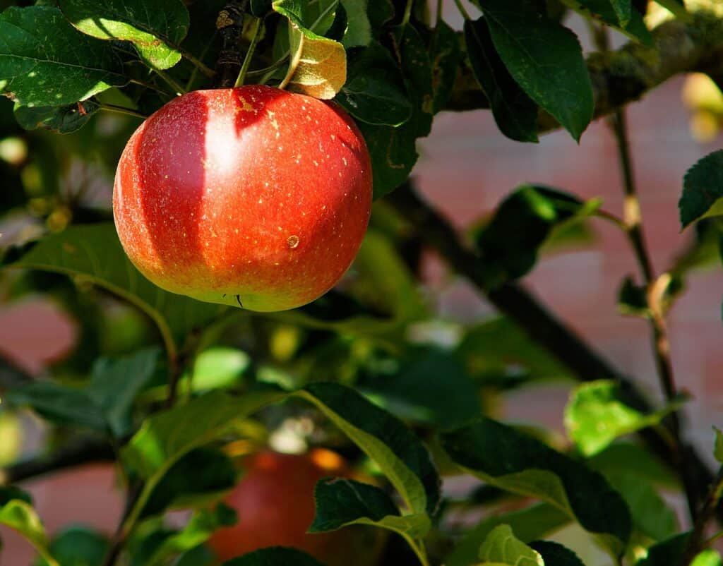 リンゴ、木、リンゴの果樹園-429213.jpg
